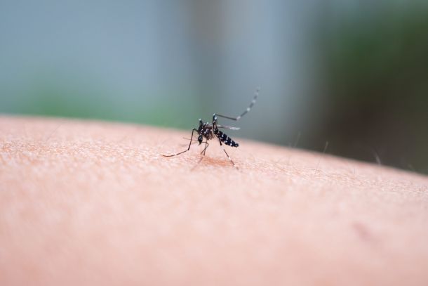 WP11 meeting with a focus on Chikungunya