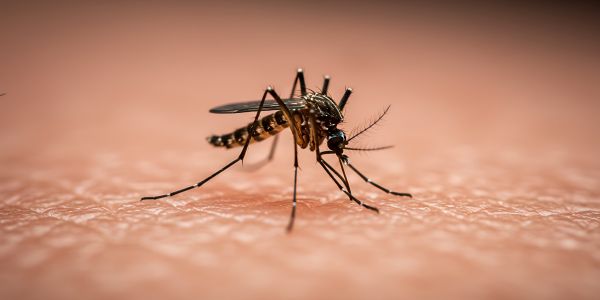 Mosquito Biting Human Skin Close Up Macro Photo Danger of Malaria Zika Virus Dengue Fever and West Nile Virus Mosquito Bite Allergic Reaction and Itchy Skin